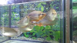 Кухонная аквариумистика! 2 часть