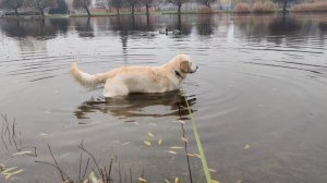 Новожиловский парк 7 ноября 2025