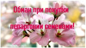 Обман при покупки пеларгонии семенами!