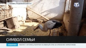 В Раздольненском районе у местной жительницы во дворе поселился аист