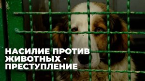 Как решить проблему с жестоким обращением с животными в Грузии?