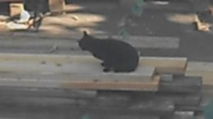 Черный кошарик на досках. Сентябрь 2024. DSCN5780