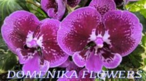 №1138/ СВЕЖИЕ красивые ОРХИДЕИ в с/ц DOMENIKA FLOWERS