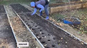 Посадка ЧЕСНОКА и ЛУКА в зиму #садоводство #огород #посадкаЧеснока #посадкаЛука #зимняяПосадка #дача