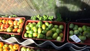 Какой урожай дали мои замерзшие томаты? Я очень удивилась! 2023 год.