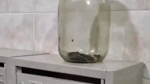 🪳Неизвестный подбросил тараканов на почтовые ящики в подъезде одной из московских многоэтажек🪳