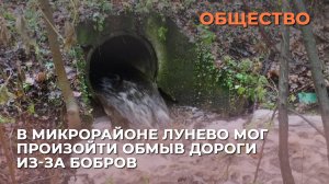 В микрорайоне Лунево мог произойти обмыв дороги из-за бобров