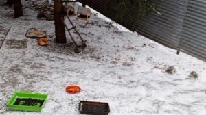 в пятницу в вольном зоопарке