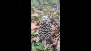 осенняя самба.mp4