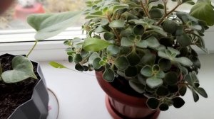 Моя жизнь в деревне на пенсии. Завтрак, цветы 🥀, находка ,вязание 🧶.