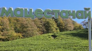 Мацеста чай, Сочи (ноябрь 2025)