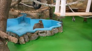 Капибара ждёт когда ей в бассейн после уборки нальют воду 05.11.2025