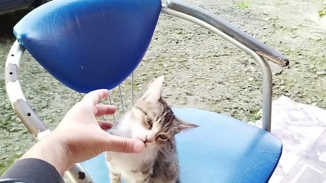 Котенок благодарит(масcаж пальчиков)