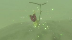 Корок в тумане