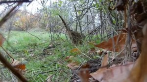 Добыл фазана без ружья. Не охота.