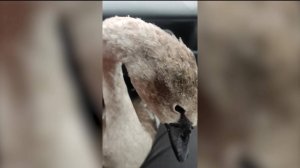 Лебедя без крыльев обнаружили в Башкортостане