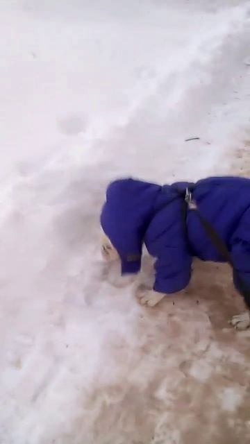 Очень вкусный снег! смотреть онлайн