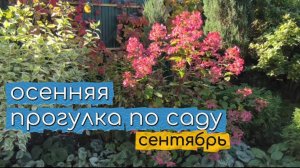 Мой сад в конце сентября. Прогулка по саду.