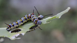 Насекомые для детей 🐝 Учим насекомых Первые слова для малышей Карточки Дом