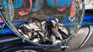 В Магнитогорское водохранилище выпустили 50 тысяч молодых сазанов