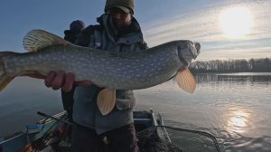 Исследуем реку после спада воды. Щука, судак на натуралку.