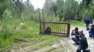 Медведь попал в ловушку 🐻