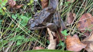 Zemex 24 Ultimate 762M. Новинка прошлого года. Осенний канал имени Москвы