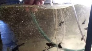 Чем мы кормим рыбку?Почему у нас такие яркие рыбки?Покраска рыбок.