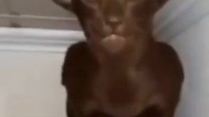 VID-20250729-WA0031.mp4