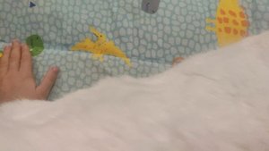 самый интересный кот