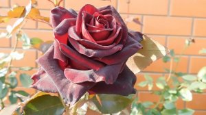 05=11=2025  уни  ПВН   (188)