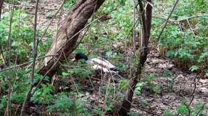 Утка гуляет в парке