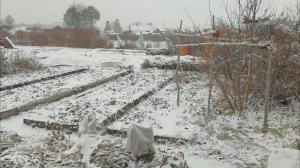 Наш огород в деревне к зиме готов! Засолили капусту и убрали кочаны на хранение.