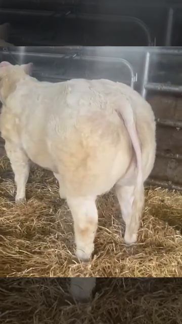 белгейский бык