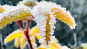 Карелия в изморози. 17/10-2025г. Озовая гряда