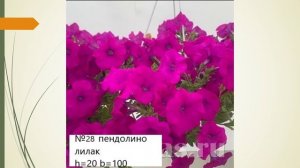 Сорта петуний 2026г