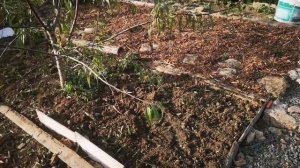 Рассаживание чабреца и немного про мяту