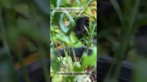 Леканоптерисы на выставке в Бангкоке BIEPSS-15