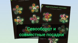 Севооборот и совместные посадки