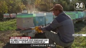 Зима близко: как севастопольские пчеловоды готовят ульи к холодам
