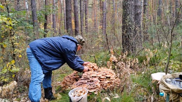 "Счастливый грибник" #собирать_грибы #бор #лес смотреть онлайн