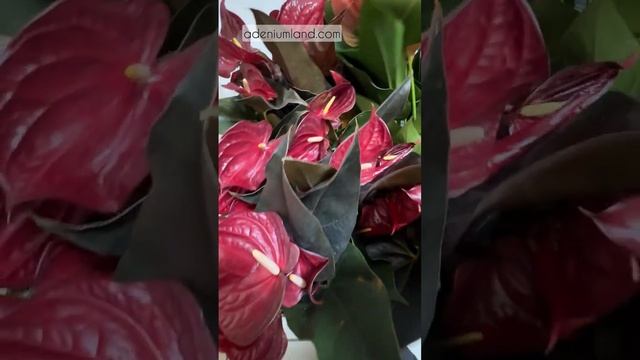 Обзор поставки крупных антуриумов S36 август 2025