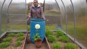 Это реально.Теплица Без белокрылки, без мха и основных болезней томатов.