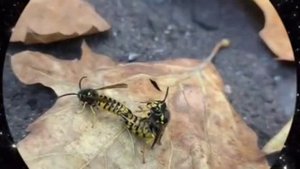 Это могли быть мы...