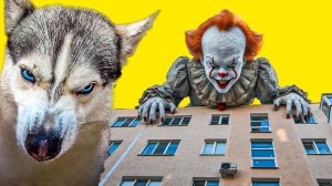 К ТАКОМУ МЕНЯ ЖИЗНЬ НЕ ГОТОВИЛА!! Хаски Бандит Говорящая собака