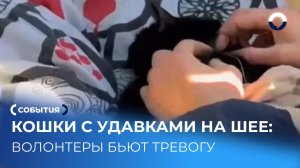 В Екатеринбурге спасли кошек с проволокой на шее