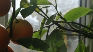 Мандариновый сад на окошке, мандарины поспели, я люблю сажать разные сорта деревьев