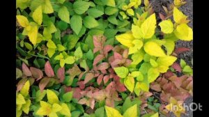 Последний привет осени