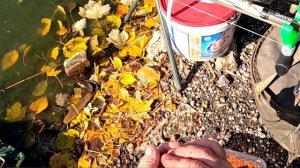 На что клюёт лучше,Флэт, Макушатник или на Фидер.01.11.25.