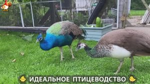 Идеальное птицеводство достойно восхищения 🐓🦆🦢🦚🦃🐔 эпизод (393)